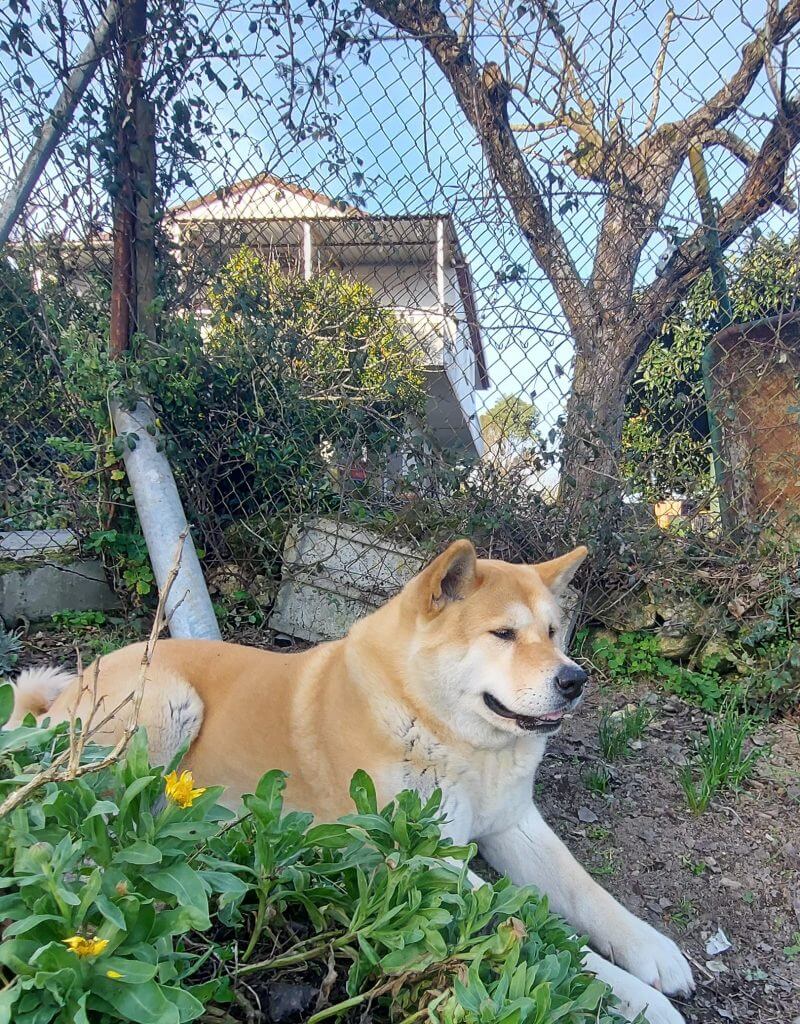 Asia