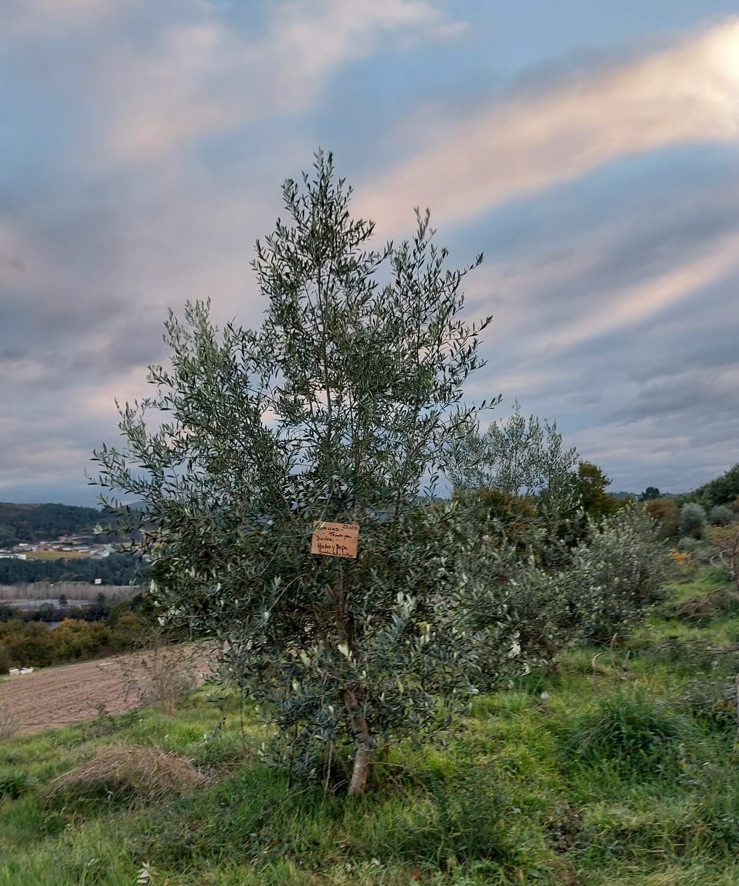 Olive_tree_startingpage Olive_tree_startingpage