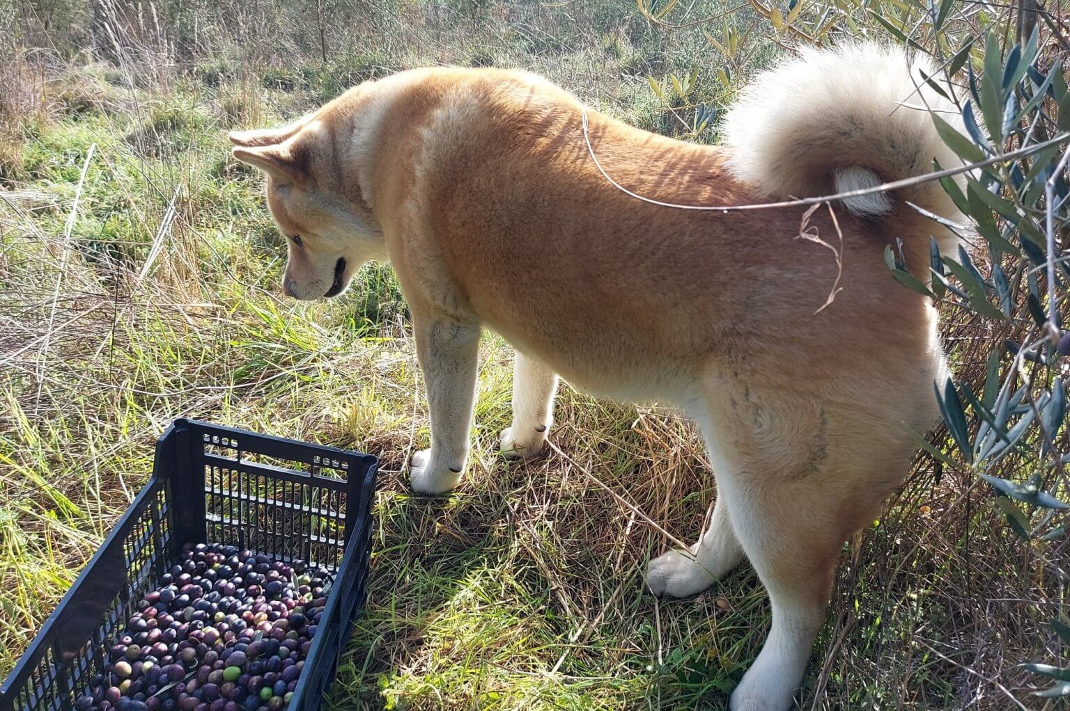 Oliveharvest - Asia is also very interested