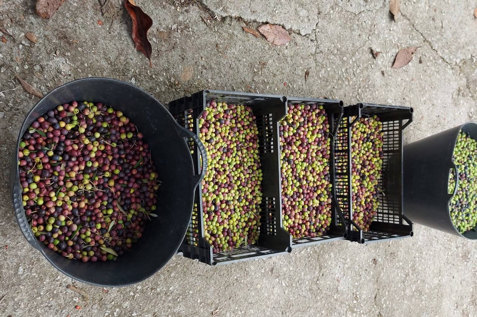 Oliveharvest - what a colour