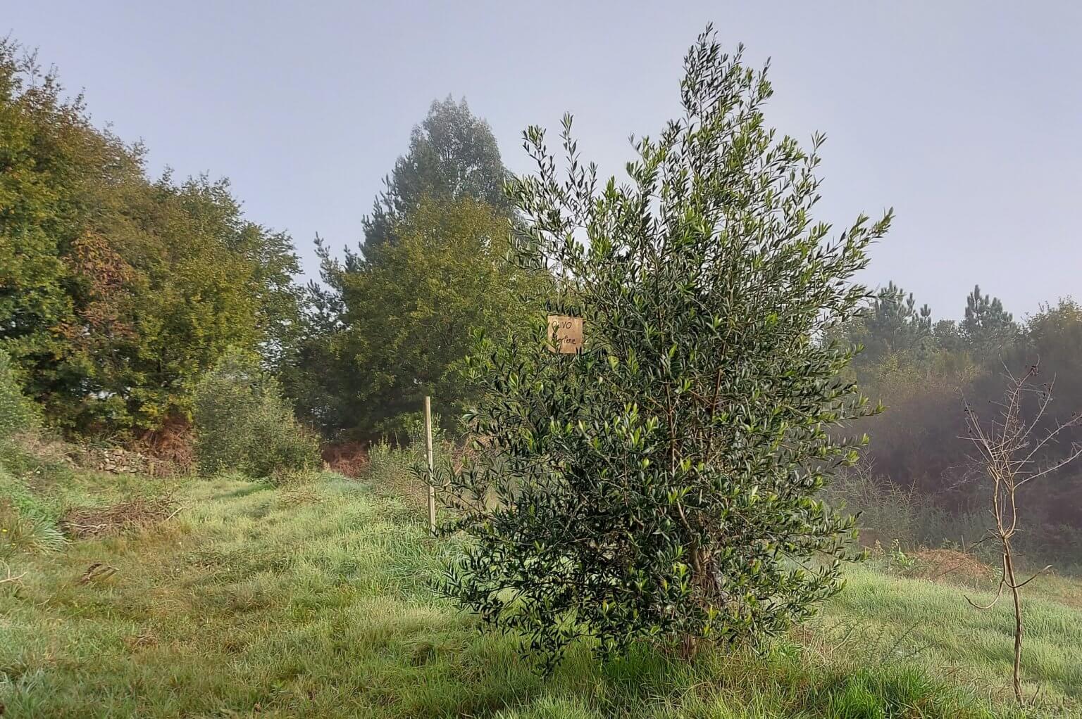 Harvest of Olives - adopted tree "Zwerg"